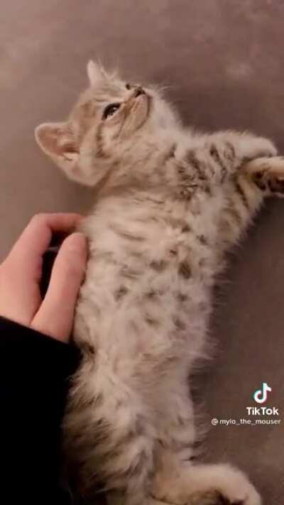 smol delinquent, receiver of belly rubs