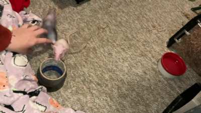 My smol pet rat Feta is learning to play basketball!