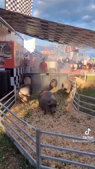An exciting Southern pig race caught on camera