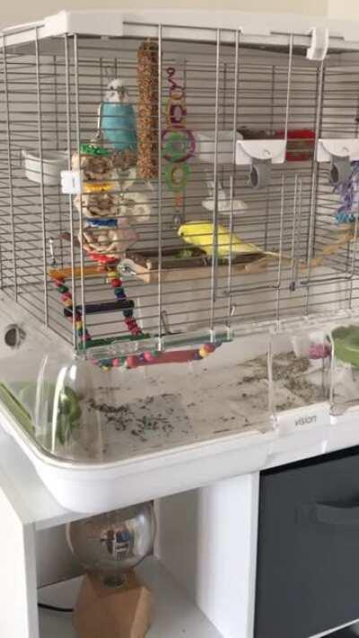 No. Me no like broccoli.