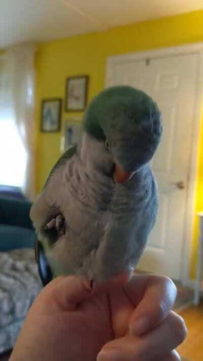 Dovah also has a secret foot in her underfluffies!