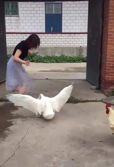 Goose is just the hypeman