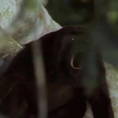 no time to explain, listen to gangsta munky