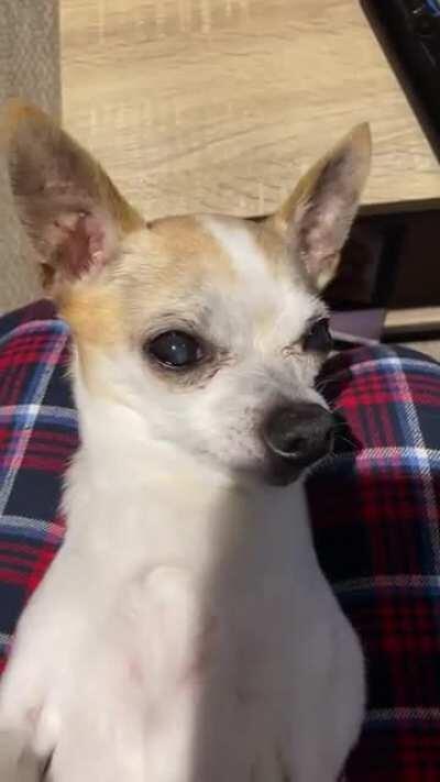 Finally got it on video after 13 years!