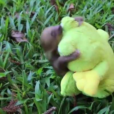 Baby sloth and a frog plushie