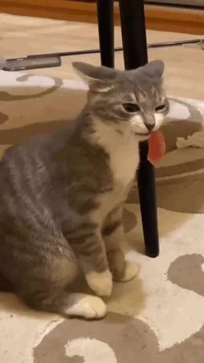 do you let your cats eat the same food as you?