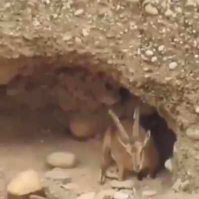 Physics? Not for me. I am a goat.