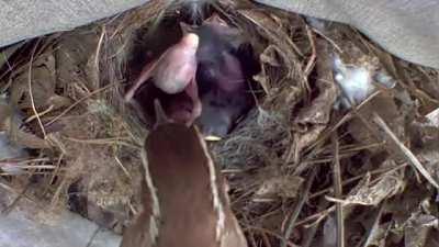 Setup our camera on a bird nest on our deck. I did not know they did this! [OC]