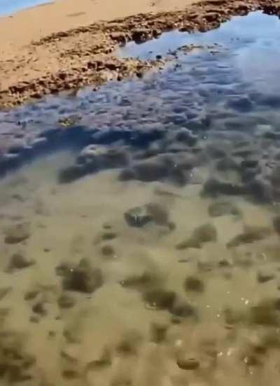 Australian man survives a tiger shark attack and catches a squid with barehands.