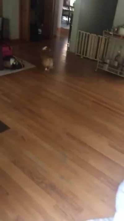 Stubborn corgi does not love magic 😂 ... wait for it