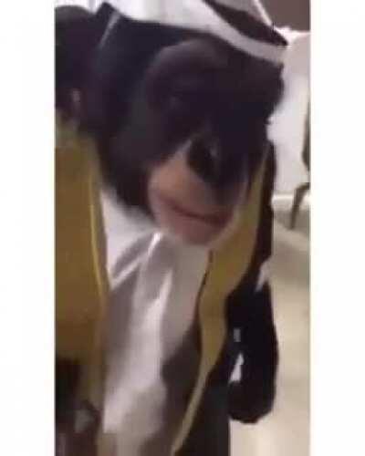 Monke شفشوخمج😎🤙