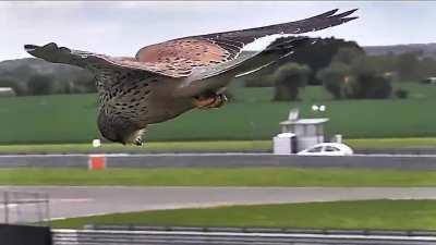 Соколиная голова - центр вселенной