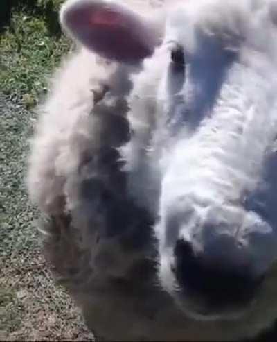 orscar se canso de ser buena onda