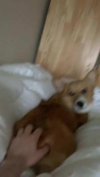 Butt scratches are mandatory