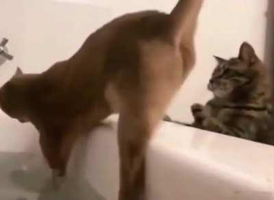 Purfectly catculated