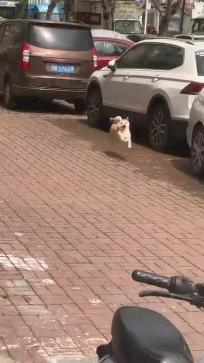 Happiest doggo i've seen on the internet today