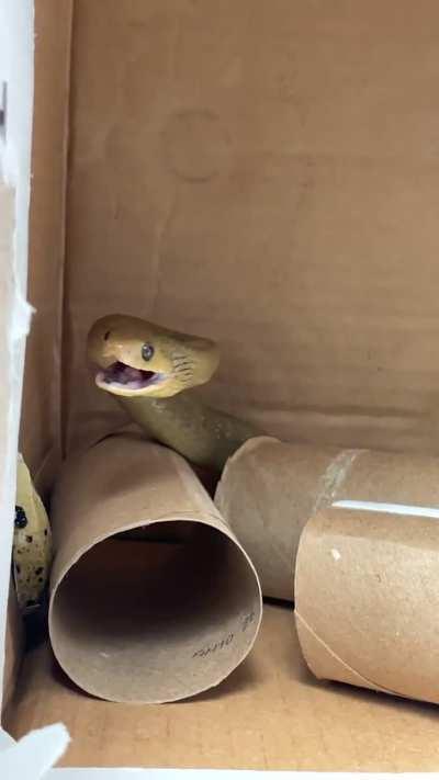 African egg eater spitting out her leftovers