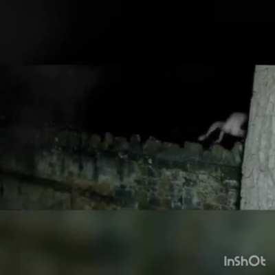 Naked people acting like frogs at night!