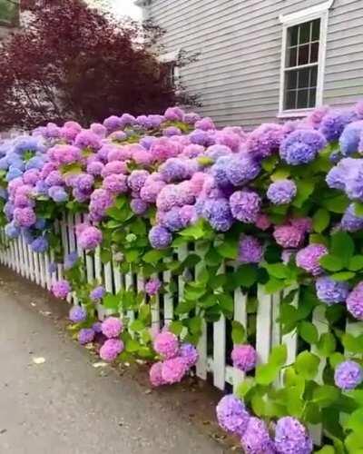 The range of colors of these Hydrangea flowers