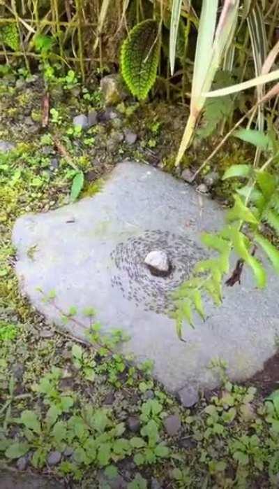 The ants are up to something