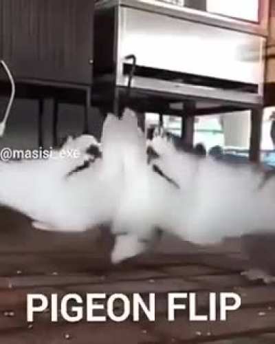 Голубиная сальтуха