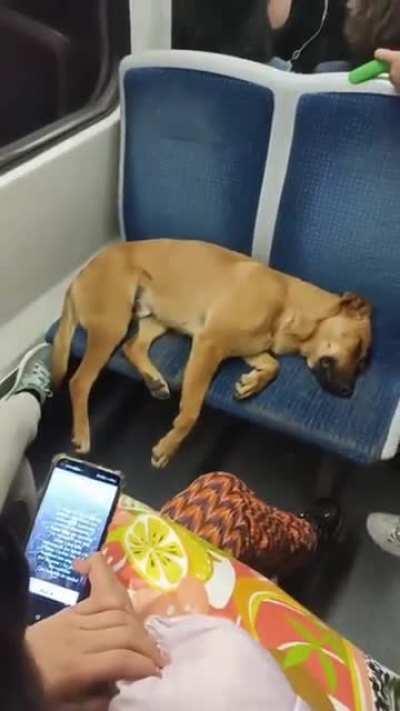 Passengers not disturbing the resting dog