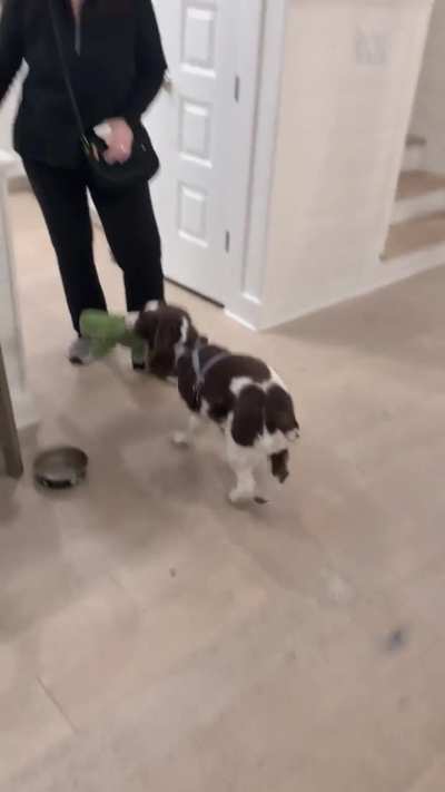 Help me out here: Does Lulu *want* to go for a walk?