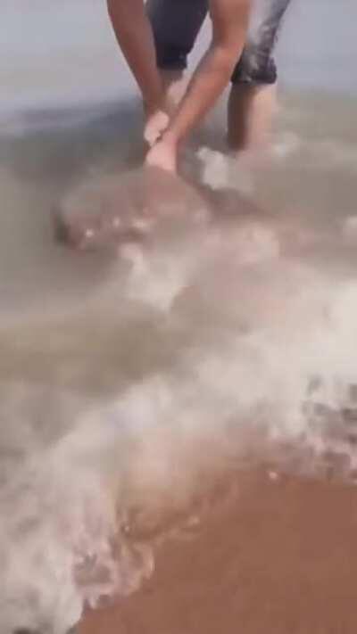 The amount of crabs living in one scoop of sand