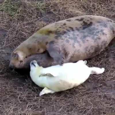 Water dog is still a dog right?