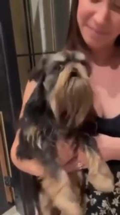 Grumpy bearded dog wants you off his lawn