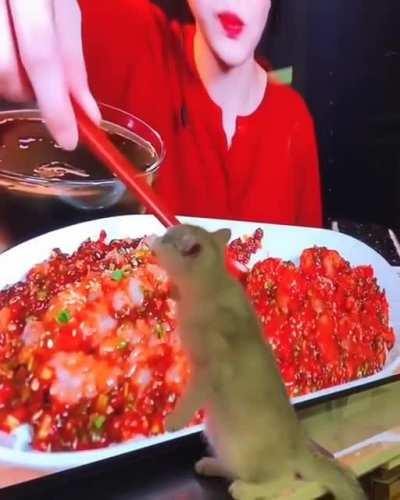 Sure boy, that looks tasty