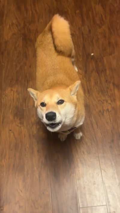 Shiba Alarm