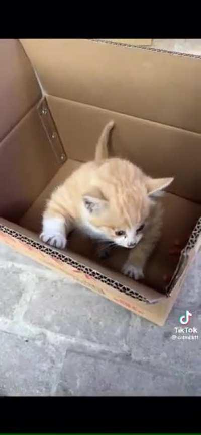 The absolute unit this little guy is