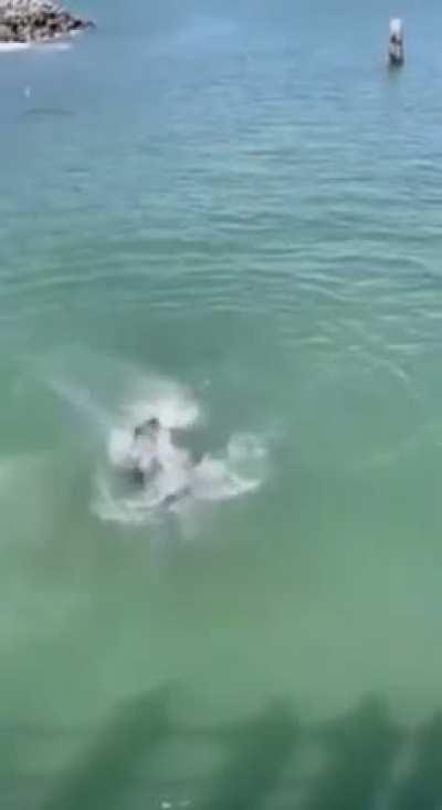 🔥 Sea Lion ripping off a Seagull’s head for stealing its food