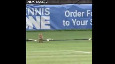 An intruder at Newport :)