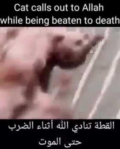 CaT CaLLs ouT tO aLlAh wHIle BeIng BEaTeN tO DeAth