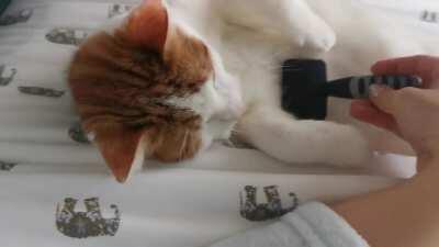 My 9 month old kitten Rupert enjoying the salon treatment (sound on for purrs!)