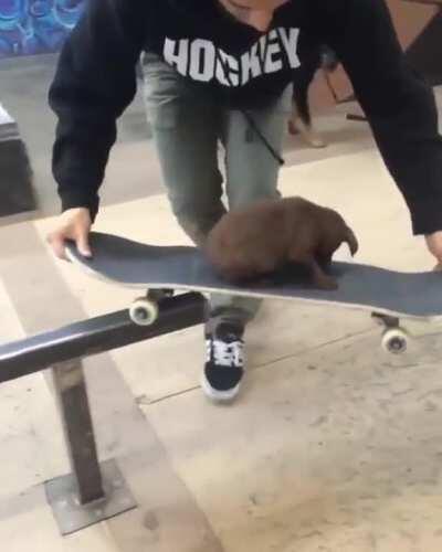 The lord of Dog Town