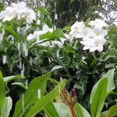 Mercy on the plumeria flowers please