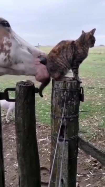 Hufeisenfotze frisst unschuldige Katze