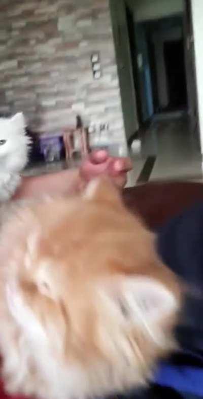 Two criminals try talking their way out