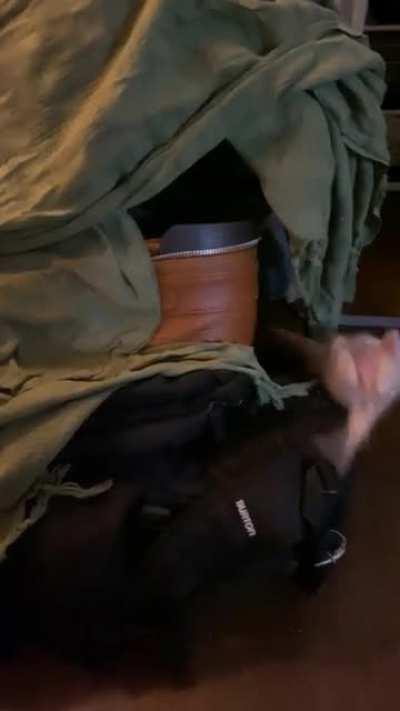 Watch out for the wobbly boi heart stealer