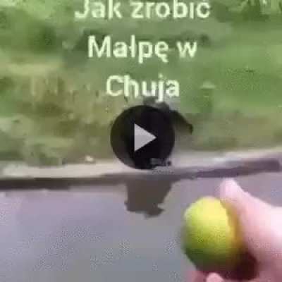 Jak zrobić małpe w huja