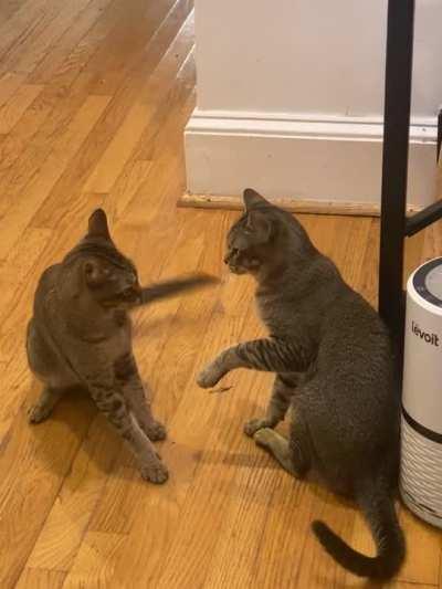 They wanted to fight, but found something more exciting to do.