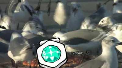 I turned JJ's Laugh into a pack of seagulls trying to get that PLAANUUUM