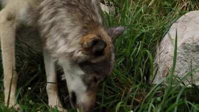 Going through some old footage from the summer, 60 seconds of a grey wolf eating a watermelon