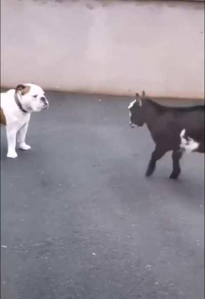 Funny dog and he goat fight