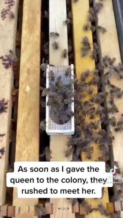 Texasbeeworks is back