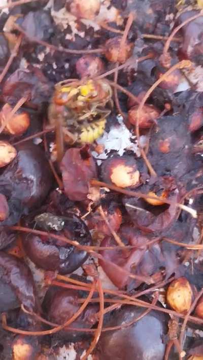 What are they doing? Is this normal hornet behavior?