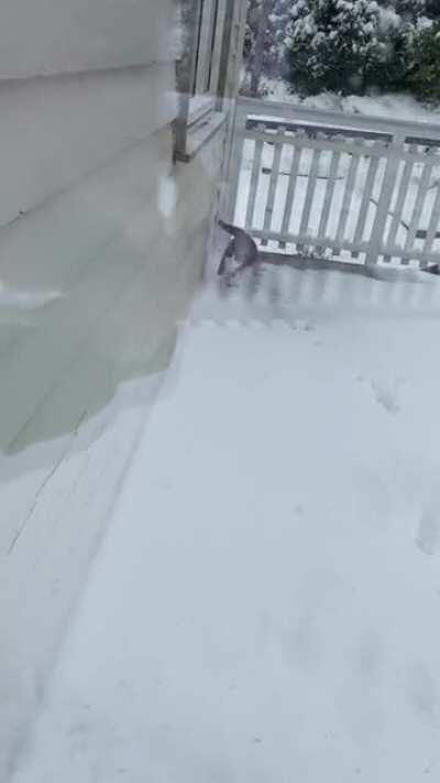 Sushi's first encounter with the snow. She might have 3 legs, but she runs as if she had 6. She is super excited!